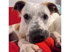 Adopt Hera a American Staffordshire Terrier, Pit Bull Terrier