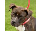 Adopt Phoebe a Pit Bull Terrier, Boxer