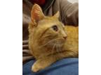 Adopt Momma a Domestic Short Hair