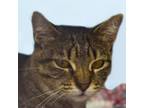 Adopt Mama T a Domestic Short Hair