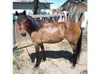 Sweet Project Mare For Sale
