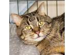 Adopt Honeydew a Domestic Short Hair