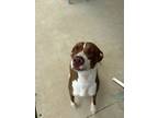 Adopt Laffy Taffy/ Queen a Weimaraner, Pit Bull Terrier