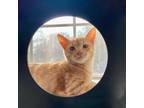 Adopt Papillon a Domestic Short Hair