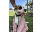 Adopt Sky a Boxer