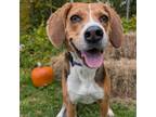 Adopt Koda a Treeing Walker Coonhound