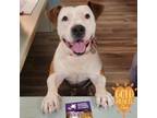 Adopt Duchess a Pit Bull Terrier, Mixed Breed