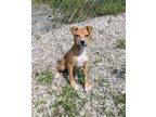 Adopt Nancy (6333) a Labrador Retriever
