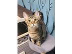 Adopt 6295 (Tipsy) a Domestic Short Hair