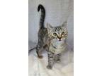 Adopt 6253 (Phoebe) a Torbie