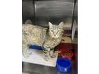Adopt Lilly a Domestic Short Hair