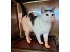 Adopt Kiara a Domestic Short Hair