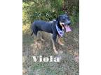 Adopt Viola 123867 a Shepherd, Mixed Breed