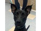 Adopt Misty a Mixed Breed