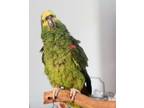Adopt Spanky a Amazon