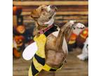 Adopt Candyland a Boxer, Pit Bull Terrier