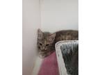 Adopt Ria a Domestic Short Hair