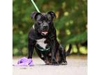 Adopt Peggy 24-0498 a American Staffordshire Terrier
