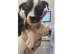 Adopt 56338891 a Boxer, Mixed Breed