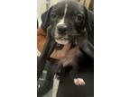 Adopt 56338878 a Boxer, Mixed Breed
