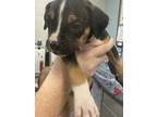 Adopt 56338887 a Boxer, Mixed Breed
