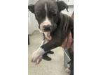 Adopt 56338883 a Boxer, Mixed Breed