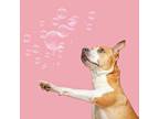 Adopt Bailey a Pit Bull Terrier, Mixed Breed