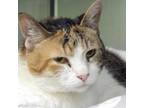 Adopt Sophie a Domestic Short Hair