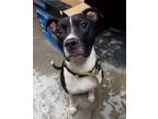 Adopt Summer #274 a Pit Bull Terrier