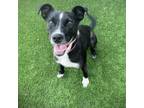 Adopt Stella a Staffordshire Bull Terrier