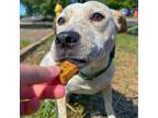 Adopt Dutchess a Australian Cattle Dog / Blue Heeler