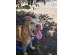 Adopt Lapatot a Pit Bull Terrier, Mixed Breed