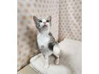 Adopt Tulip a Domestic Short Hair