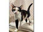 Adopt Daisy Mae a Domestic Short Hair