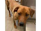 Adopt Juliet a Rhodesian Ridgeback