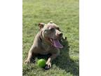Adopt Pumpkin a Pit Bull Terrier