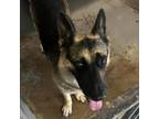 Adopt Bellis / 0376 a German Shepherd Dog