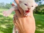 Perry Seal Lynx Point Spotted Bengal Kitten