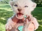 Gru Jr Seal Lynx Point Spotted Bengal Kitten