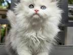Silver Persian