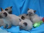 Willow Spring Babies