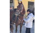 Paso fino gelding