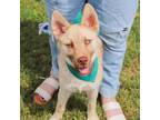 Adopt Tatum a German Shepherd Dog