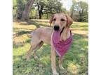 Adopt Lola a Labrador Retriever