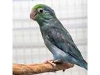 Adopt Diana a Parrotlet