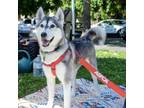 Adopt Madrona a Siberian Husky, Mixed Breed
