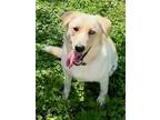 Adopt Topanga a Labrador Retriever, Mixed Breed