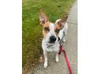 Adopt Lucy a Australian Cattle Dog / Blue Heeler, Mixed Breed