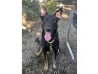 Adopt Gloria a German Shepherd Dog