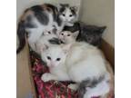 Adopt Berry Cream a Siamese